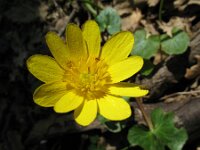 Ficaria verna ssp ficariiformis 13, Saxifraga-Rutger Barendse