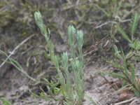 Filago arvensis 4, Akkerviltkruid, Saxifraga-Peter Meininger