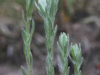 Filago arvensis 5, Akkerviltkruid, Saxifraga-Peter Meininger