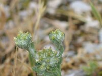 Filago spathulata 2, Saxifraga-Jasenka Topic