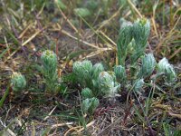 Filago vulgaris 12, Duits viltkruid, Saxifraga-Ed Stikvoort