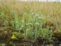 Filago vulgaris 14, Duits viltkruid, Saxifraga-Ed Stikvoort