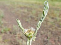 Filago vulgaris 15, Duits viltkruid, Saxifraga-Hans Boll