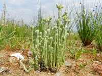 Filago vulgaris 17, Duits viltkruid, Saxifraga-Rutger Barendse