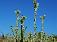 Filago vulgaris 22, Duits viltkruid, Saxifraga-Ed Stikvoort