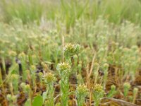 Filago vulgaris 24, Duits viltkruid, Saxifraga-Ed Stikvoort