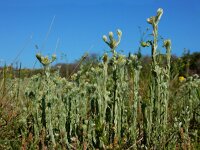 Filago vulgaris 25, Duits viltkruid, Saxifraga-Ed Stikvoort