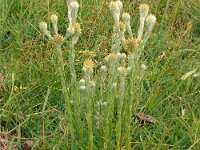 Filago vulgaris 27, Duits viltkruid, Saxifraga-Hans Grotenhuis