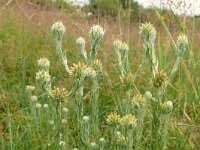 Filago vulgaris 28, Duits viltkruid, Saxifraga-Hans Grotenhuis