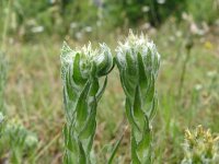 Filago vulgaris 29, Duits viltkruid, Saxifraga-Hans Grotenhuis