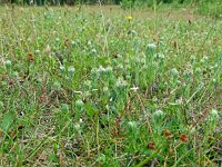 Filago vulgaris 30, Duits viltkruid, Saxifraga-Hans Grotenhuis