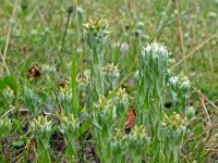 Filago vulgaris 31, Duits viltkruid, Saxifraga-Hans Grotenhuis