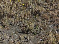 Filago vulgaris 5, Duits viltkruid, Saxifraga-Peter Meininger