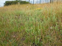 Filago vulgaris 7, Duits viltkruid, Saxifraga-Ed Stikvoort