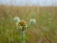 Filago vulgaris 8, Duits viltkruid, Saxifraga-Ed Stikvoort