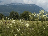 Filipendula ulmaria 10, Moerasspirea, Saxifraga-Marijke Verhagen