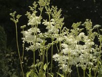 Filipendula ulmaria 11, Moerasspirea, Saxifraga-Jan van der Straaten
