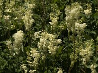 Filipendula ulmaria 12, Moerasspirea, Saxifraga-Jan van der Straaten