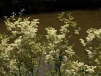 Filipendula ulmaria 21, Moerasspirea, Saxifraga-Jan van der Straaten