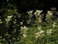 Filipendula ulmaria 23, Moerasspirea, Saxifraga-Jan van der Straaten