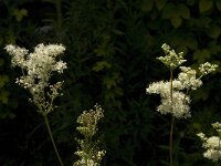Filipendula ulmaria 24, Moerasspirea, Saxifraga-Jan van der Straaten