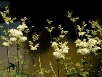 Filipendula ulmaria 26, Moerasspirea, Saxifraga-Jan van der Straaten