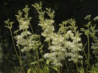 Filipendula ulmaria 3, Moerasspirea, Saxifraga-Jan van der Straaten