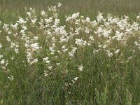 Filipendula ulmaria 30, Moerasspirea, Saxifraga-Mark Zekhuis