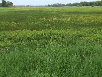 Filipendula ulmaria 34, Moerasspirea, Saxifraga-Hans Boll