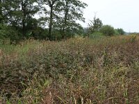 Filipendula ulmaria 35, Moerasspirea, Saxifraga-Hans Boll