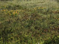 Filipendula ulmaria 37, Moerasspirea, Saxifraga-Hans Boll