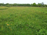 Filipendula ulmaria 38, Moerasspirea, Saxifraga-Hans Boll
