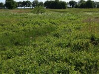 Filipendula ulmaria 46, Moerasspirea, Saxifraga-Hans Boll