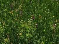 Filipendula ulmaria 47, Moerasspirea, Saxifraga-Hans Boll