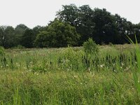 Filipendula ulmaria 50, Moerasspirea, Saxifraga-Hans Boll