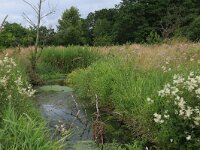 Filipendula ulmaria 58, Moerasspirea, Saxifraga-Hans Boll