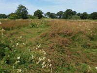Filipendula ulmaria 61, Moerasspirea, Saxifraga-Hans Boll