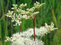Filipendula ulmaria 64, Moerasspirea, Saxifraga-Ed Stikvoort