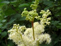 Filipendula ulmaria 66, Moerasspirea, Saxifraga-Ed Stikvoort : jura2010