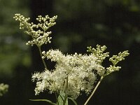 Filipendula ulmaria 7, Moerasspirea, Saxifraga-Jan van der Straaten