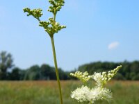 Filipendula ulmaria 70, Moerasspirea, Saxifraga-Ed Stikvoort