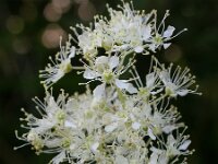 Filipendula ulmaria 71, Moerasspirea, Saxifraga-Ed Stikvoort