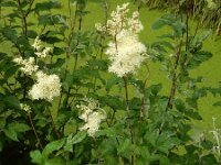 Filipendula ulmaria 72, Moerasspirea, Saxifraga-Ed Stikvoort