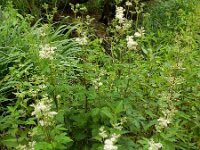 Filipendula ulmaria 74, Moerasspirea, Saxifraga-Ed Stikvoort