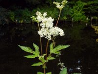 Filipendula ulmaria 76, Moerasspirea, Saxifraga-Ed Stikvoort