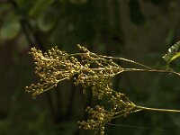 Filipendula ulmaria 78, Moerasspirea, Saxifraga-Jan van der Straaten