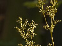 Filipendula ulmaria 80, Moerasspirea, Saxifraga-Jan van der Straaten