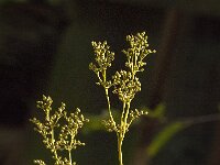 Filipendula ulmaria 81, Moerasspirea, Saxifraga-Jan van der Straaten