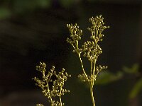 Filipendula ulmaria 82, Moerasspirea, Saxifraga-Jan van der Straaten