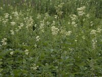 Filipendula ulmaria 84, Moerasspirea, Saxifraga-Willem van Kruijsbergen